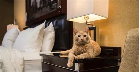 cat friendly hotels|holiday cottages that take cats.